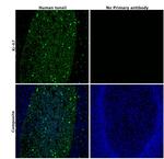 Ki-67 Antibody in Immunohistochemistry (Paraffin) (IHC (P))