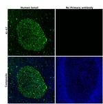 Ki-67 Antibody in Immunohistochemistry (Paraffin) (IHC (P))