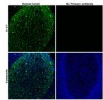 Ki-67 Antibody in Immunohistochemistry (Paraffin) (IHC (P))