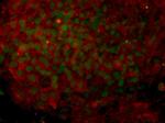 OCT3/4 Antibody in Immunocytochemistry (ICC/IF)