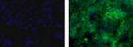 Trop2 (EGP-1) Antibody in Immunocytochemistry (ICC/IF)