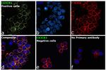 CX3CR1 Antibody in Immunocytochemistry (ICC/IF)