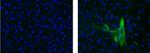 Actin (muscle) Antibody in Immunocytochemistry (ICC/IF)