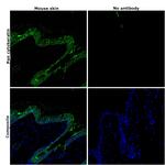 Pan Cytokeratin Antibody in Immunohistochemistry (Paraffin) (IHC (P))