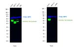 Pan Cytokeratin Antibody in Western Blot (WB)