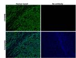 CD45RB Antibody in Immunohistochemistry (Paraffin) (IHC (P))