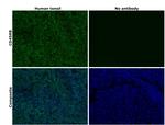 CD45RB Antibody in Immunohistochemistry (Paraffin) (IHC (P))