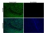 CD45RB Antibody in Immunohistochemistry (Paraffin) (IHC (P))