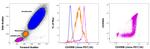 CD45RB Antibody in Flow Cytometry (Flow)