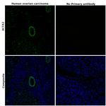 Alpha-Smooth Muscle Actin Antibody in Immunohistochemistry (Paraffin) (IHC (P))