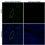 Alpha-Smooth Muscle Actin Antibody in Immunohistochemistry (Paraffin) (IHC (P))