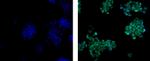 SOX9 Antibody in Immunocytochemistry (ICC/IF)