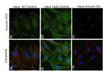 Vinculin Antibody in Immunocytochemistry (ICC/IF)