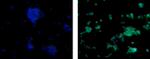 Arginase 1 Antibody in Immunocytochemistry (ICC/IF)