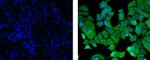 Cytokeratin 18 Antibody in Immunocytochemistry (ICC/IF)