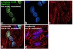 Phospho-Histone H2A.X (Ser139) Antibody in Immunocytochemistry (ICC/IF)