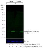 Phospho-Histone H2A.X (Ser139) Antibody in Western Blot (WB)