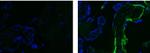 Fibronectin Antibody in Immunohistochemistry (Paraffin) (IHC (P))