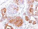 GCDFP-15 Antibody in Immunohistochemistry (Paraffin) (IHC (P))