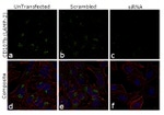 CD107b (LAMP-2) Antibody in Immunocytochemistry (ICC/IF)