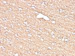 Proteolipid Protein/Myelin PLP Antibody in Immunohistochemistry (Paraffin) (IHC (P))