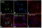 OCT3/4 Antibody