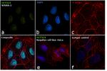 OCT3/4 Antibody