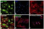 iNOS Antibody