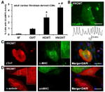 Myosin 4 Antibody in Immunocytochemistry (ICC/IF)