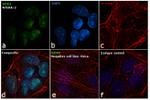 SOX2 Antibody in Immunocytochemistry (ICC/IF)