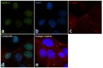 Gata-3 Antibody in Immunocytochemistry (ICC/IF)