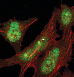 53BP1 Antibody in Immunocytochemistry (ICC/IF)