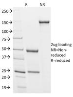 Podocalyxin (PODXL) (Hematopoietic Stem Cell Marker) Antibody in SDS-PAGE (SDS-PAGE)