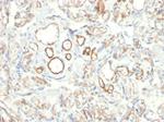 Podocalyxin (PODXL) (Hematopoietic Stem Cell Marker) Antibody in Immunohistochemistry (Paraffin) (IHC (P))