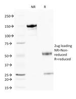 Cytochrome C (Mitochondrial Marker) Antibody in SDS-PAGE (SDS-PAGE)