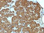 Cytochrome C (Mitochondrial Marker) Antibody in Immunohistochemistry (Paraffin) (IHC (P))