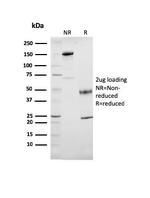 Cytochrome C (Mitochondrial Marker) Antibody in SDS-PAGE (SDS-PAGE)