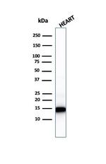 Cytochrome C (Mitochondrial Marker) Antibody in Western Blot (WB)