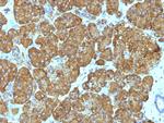 Cytochrome C (Mitochondrial Marker) Antibody in Immunohistochemistry (Paraffin) (IHC (P))