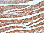 Cytochrome C (Mitochondrial Marker) Antibody in Immunohistochemistry (Paraffin) (IHC (P))