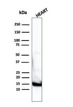 Cytochrome C (Mitochondrial Marker) Antibody in Western Blot (WB)