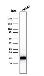 Cytochrome C Antibody in Western Blot (WB)