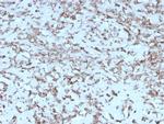 Cytochrome C Antibody in Immunohistochemistry (Paraffin) (IHC (P))