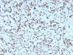 Cytochrome C Antibody in Immunohistochemistry (Paraffin) (IHC (P))