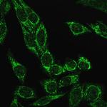 Cytochrome C Antibody in Immunocytochemistry (ICC/IF)