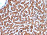 Cytochrome C Antibody in Immunohistochemistry (Paraffin) (IHC (P))