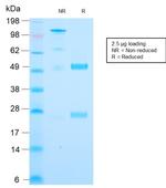 Cytochrome C Antibody in SDS-PAGE (SDS-PAGE)