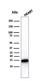 Cytochrome C Antibody in Western Blot (WB)