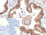 SOX18 Antibody in Immunohistochemistry (Paraffin) (IHC (P))