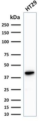 Cytokeratin 20 (KRT20) Antibody in Western Blot (WB)